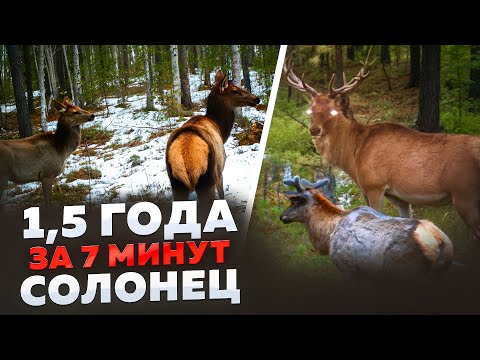 Видео: НОВЫЙ СОЛОНЕЦ.  КТО НАЧАЛ ХОДИТЬ.