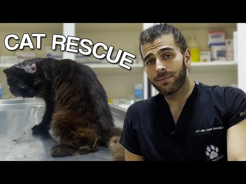 Видео: БРОШЕННЫЕ КОШКИ! (Два кота спасены из леса!)