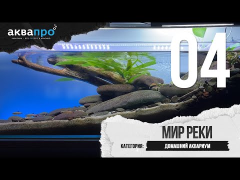 Видео: 04. Мир реки. Домашний аквариум