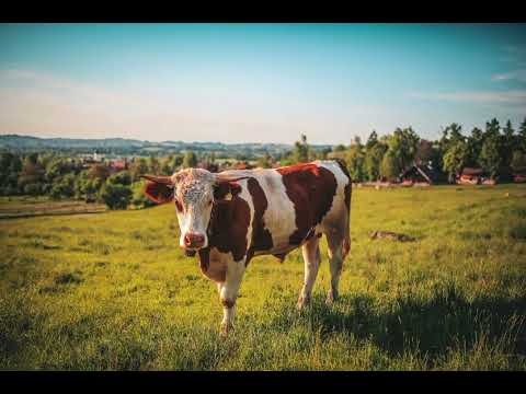 Видео: ҚАБДЕШ ЖҰМАДІЛОВ|БҰҚАРБАЙДЫН БҰҚАСЫ|