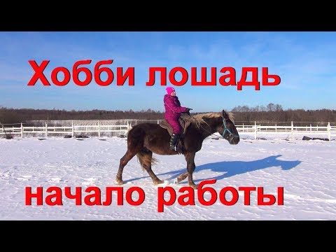 Видео: Молодая хобби лошадь. Осваиваем важные умения верхом.