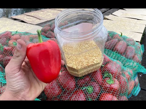Видео: Сколько можно и в каких условиях хранить семена перца (и не только)