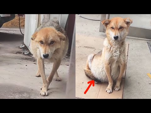 Видео: Собака с огромным животом, с жалостью смотрящая на людей после того, как ее бросили
