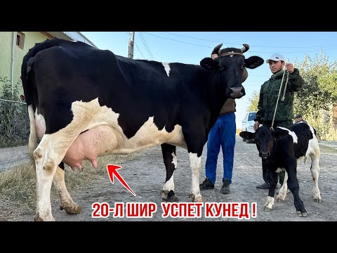 Видео: 3-САР ОЧА БАЧАИ СУПЕР ЭЛИТА 30 октября 2025 г.
