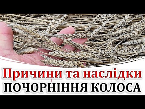 Видео: Причини та наслідки почорніння колоса