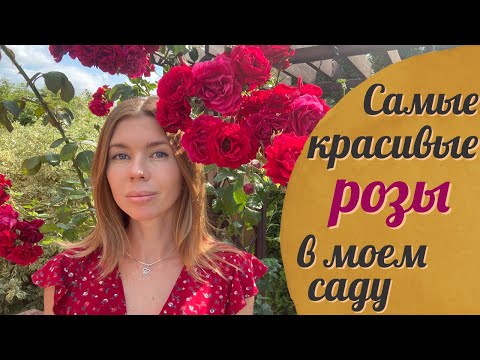 Видео: Подборка из самых роскошных  и любимых РОЗ в моем саду