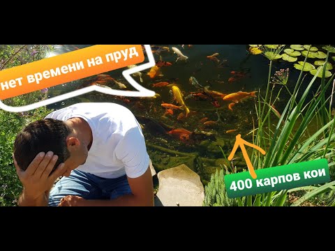Видео: Пруд с карпами кои