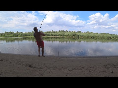 Видео: рыбалка на Ахтубе! 1000 и одна поклёвка!  Ловля белого амура!