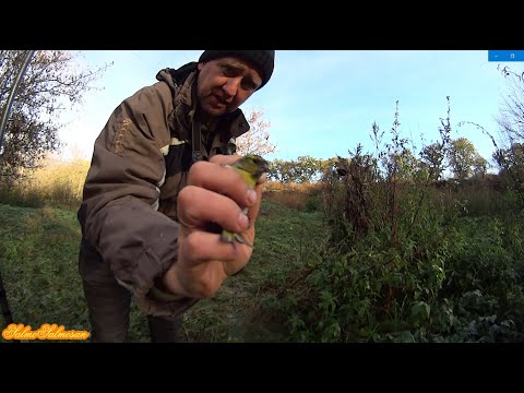 Видео: Вдалий лов співочих птахів Ч1