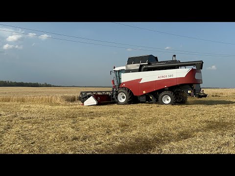 Видео: Уборка Озимой пшеницы 2023 в Тульской области | Уборка на ACROS 585