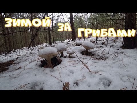Видео: По снежному лесу за зимними грибами!5 видов грибов,которые можно собирать зимой!Декабрь 2024 год!