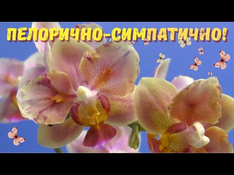 Видео: Пелорично-симпатично! Пелоричные фаленопсисы радуют, удивляют, огорчают