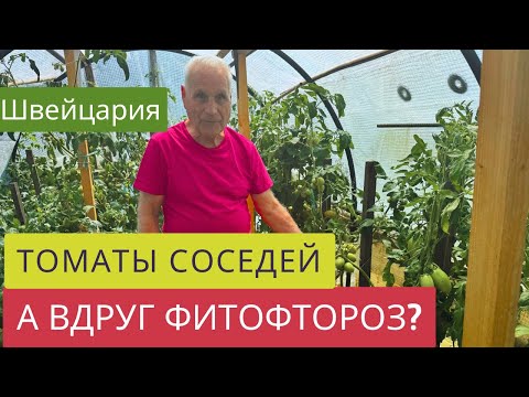 Видео: ЕСТЬ ЛИ ФИТОФТОРА У СОСЕДЕЙ???🍅🤷‍♀️КАКИЕ ТОМАТЫ РАСТУТ У ОГОРОДНИКОВ?🧑🏻‍🌾🍅В гостях у итальянца!🇮🇹