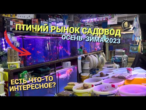 Видео: ПТИЧИЙ РЫНОК САДОВОД МОСКВА (ОСЕНЬ-ЗИМА 2023) l ЕСТЬ ЧТО-ТО ИНТЕРЕСНОЕ? l КАЖДЫЙ РАЗ ОДНО И ТО ЖЕ