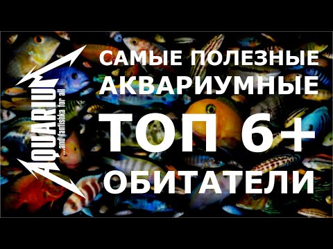 Видео: Самые полезные аквариумные обитатели: санитары и чистильщики!