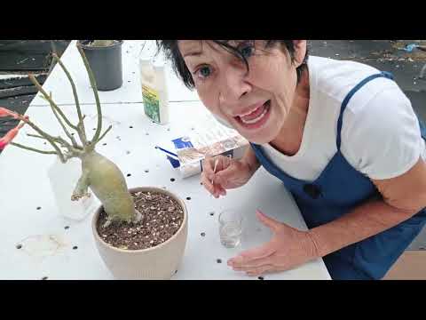 Видео: Масштаб на Desert Roses