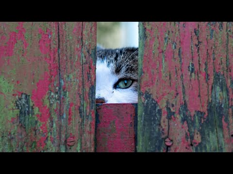 Видео: СТРЕЛЕЦ 💫- КЕЛТСКИ КРЪСТ 