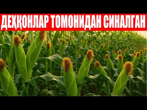 Видео: Лила F1-Бир жойда икки хил дурагай ўзингиз кўриб баҳо беринг!