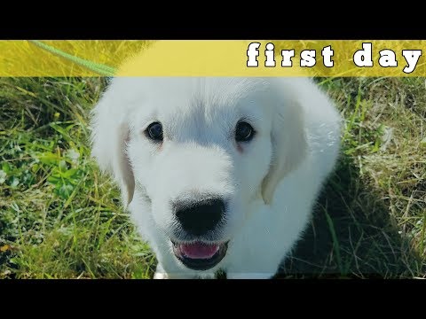 Видео: Щенок Голден  Ретривер / Первый день дома.