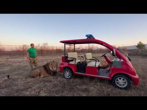 Видео: Львы Витя и Олежка ПОДРУЖИЛИСЬ С МОЛОДЫМИ ЛЬВАМИ , а Гирей стал на меня охотиться !