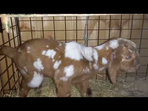 Видео: Чем и как кормить козлят. Понос у козлёнка, как лечить.