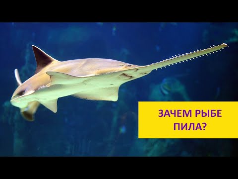 Видео: Зачем рыбе пила? Наталья Носова