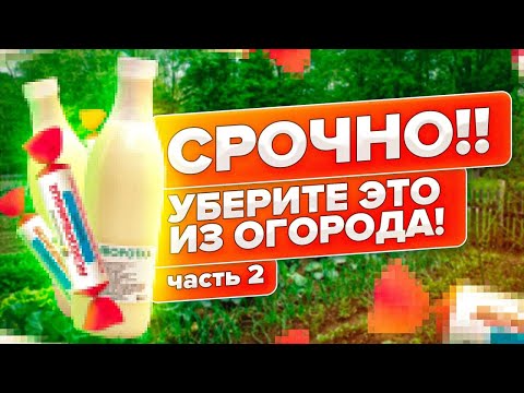 Видео: ОТВЕЧАЕМ НА ВОПРОСЫ. ПОЧЕМУ МОЛОЧНАЯ СЫВОРОТКА, ЙОД, ВАЛЕРЬЯНКА и ДРОЖЖИ НЕ СПАСУТ ВАШИ РАСТЕНИЯ?