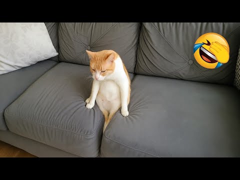 Видео: Смешные собаки и кошки рассмешат вас до слёз! 😂