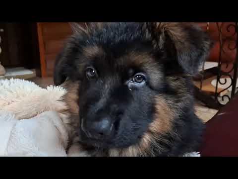 Видео: Генри Чойс щенок немецкой овчарки, 2 месяца 6 дней🐕‍🦺🐾 Урок супер выдержки и терпения 📖🖊️📋🖍️🙌✨