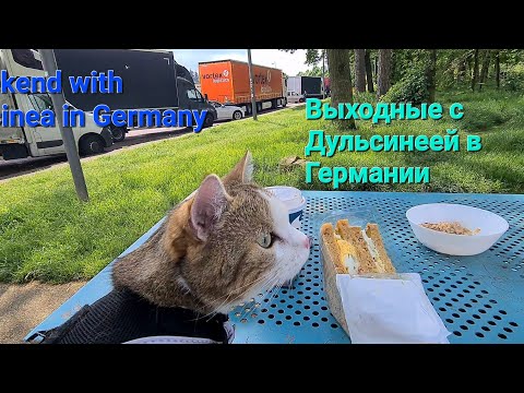 Видео: Cats ♡ The ultimate cat roadtrip ☆Traveling with a cat ♡ Дульсинея путешествует