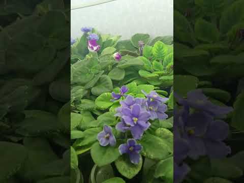 Видео: Распродажа стандартных сортов фиалок