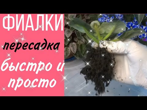 Видео: ФИАЛКИ/ПЕРЕСАДКА/БЫСТРО И ПРОСТО /Комнатные цветы.