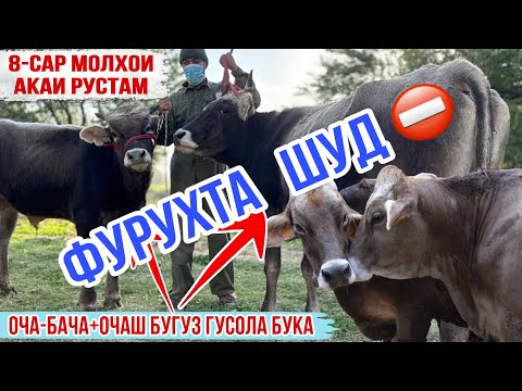 Видео: ⛔️ФУРУХТА ШУДАНД 