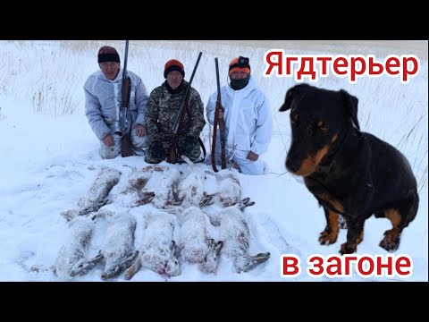 Видео: Как ягдтерьер в загоне исполнял. Закрытие сезона. Jagdterrier hare hunting.