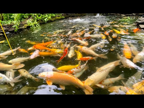 Видео: Обзор моих прудов, карп Кои 60+ см, фильтр для пруда, реконструкция пруда и планы на будущее