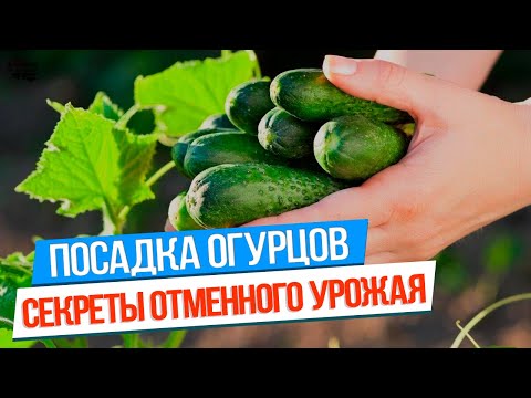 Видео: Секреты выращивание огурцов: посадка, подкормка, уход