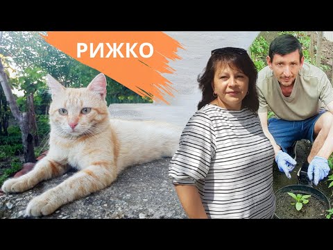 Видео: Вкусен екзотичен плод на село ще отглеждаме | Живот на село | Боби и Катето