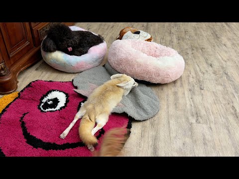 Видео: Pets в прямом эфире!