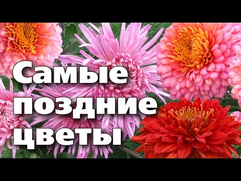 Видео: КОРЕЙСКИЕ ХРИЗАНТЕМЫ. Цветут долго, зимуют без проблем