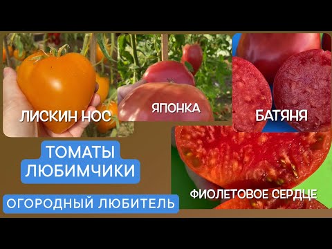 Видео: ТОМАТЫ ЛЮБИМЧИКИ: ЛИСКИН НОС, ФИОЛЕТОВОЕ СЕРДЦЕ, ЯПОНКА, БАТЯНЯ // Сажаю каждый год / Высылаю семена