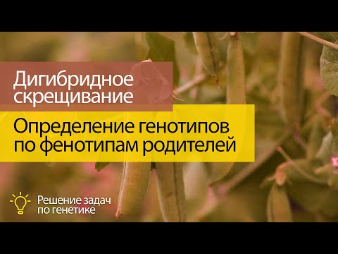 Видео: Дигибридное скрещивание 3:   определение генотипов родителей и потомков по известным фенотипам