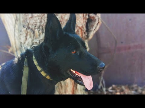 Видео: Гуляю с гигантской черной немецкой овчаркой Герай/из-под забора на нас вылезла овчака