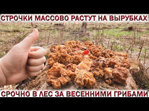 Видео: ❗ГРИБЫ СТРОЧКИ МАССОВО РАСТУТ НА ВЫРУБКАХ.👉В ЛЕС НА МАЙСКИЕ ПРАЗДНИКИ ЗА ВЕСЕННИМИ ГРИБАМИ🍄
