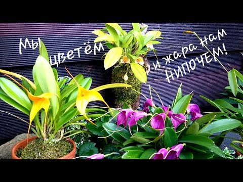 Видео: Мои масдеваллии летом