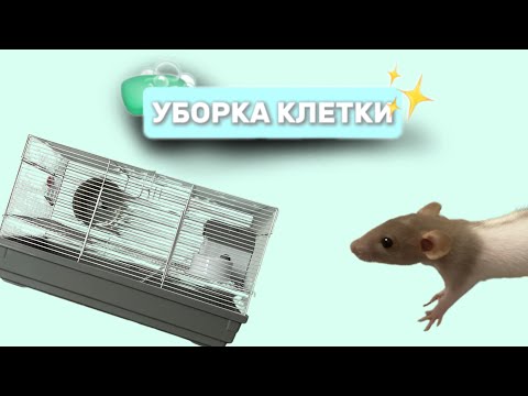 Видео: УБОРКА КЛЕТКИ 