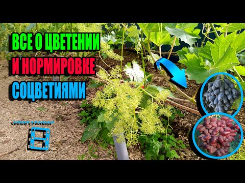 Видео: ЗОЛОТОЕ ПРАВИЛО НОРМИРОВКИ ВИНОГРАДА СОЦВЕТИЯМИ. ЦВЕТЕНИЕ ВИНОГРАДА. СЕВЕРНЫЙ ВИНОГРАДНИК 23-22