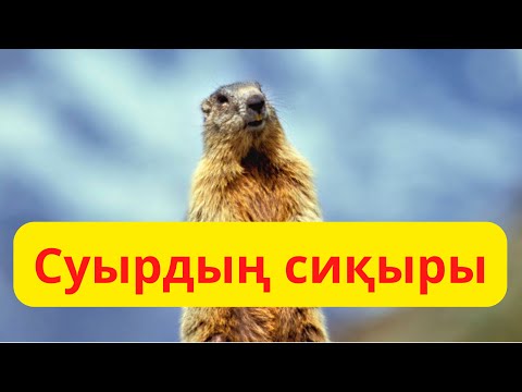 Видео: Адам білмейтінді хайуан біледі | Суырдың дәрсі қандай шөп болды?