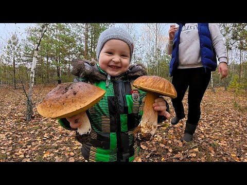 Видео: Гриби Продовжують Рости. Збір Грибів у Листопаді