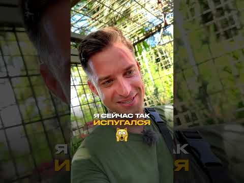 Видео: Кормлю тигра из рук. Это вам не Африка