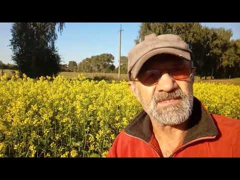 Видео: Горчица на сидераты - только факты...